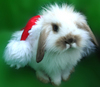 a cute santa bunny to cuddle