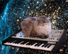 Cat on a keyboard in space