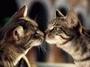 A cat kiss (:
