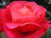 Rain drops of love  rose