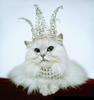 Queen of Cats