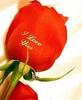 I love u rose