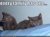 Crazy cat