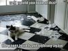 Bad kitty!