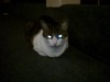 Beware of Laser Cat!