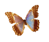 Lovely Butterfly 