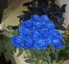 a dozen blue roses