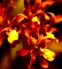 Smiling Sunny Orchids