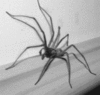 a pet spider