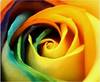 rainbow rose~
