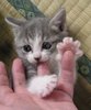 lovely kitten biting my finger!!