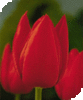 Tulip - Lale