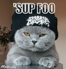 Gangsta Cat