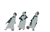 Dancing Penguins!!