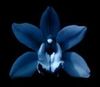 Blue Orchid