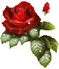 A beautiful rose 