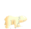 Baby polar cub
