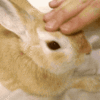 A Gentle Petting