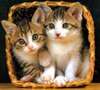 Basket of kitten love