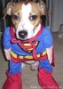 SuperDog Bodyguard to Protect U