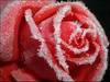 A frosty rose