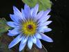 a blue water lilly
