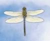 Wondering Dragonfly
