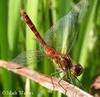 Resting Dragonfly