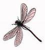 Baby Pink Dragonfly