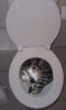 pussy down the toilet