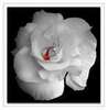 White Rose