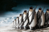 Army Of Penguins To Protect You