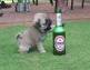 Puppy beer