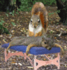 Squirrel massage