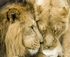 Lions in Love