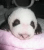 A Newborn Panda