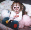 A Baby Monkey