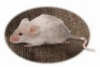 A Pet Mouse with pad