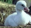 A Baby Swan