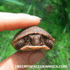 Turtle Surprise