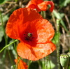 a perfect Poppy