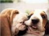 love bite