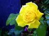 Yellow Rose