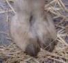 the camel toe