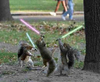 Jedi Squirrels!