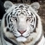 White Tiger