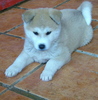 Akita Puppy