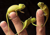 baby chameleons