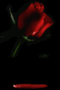 Blood Rose....