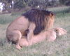 Lion size pet